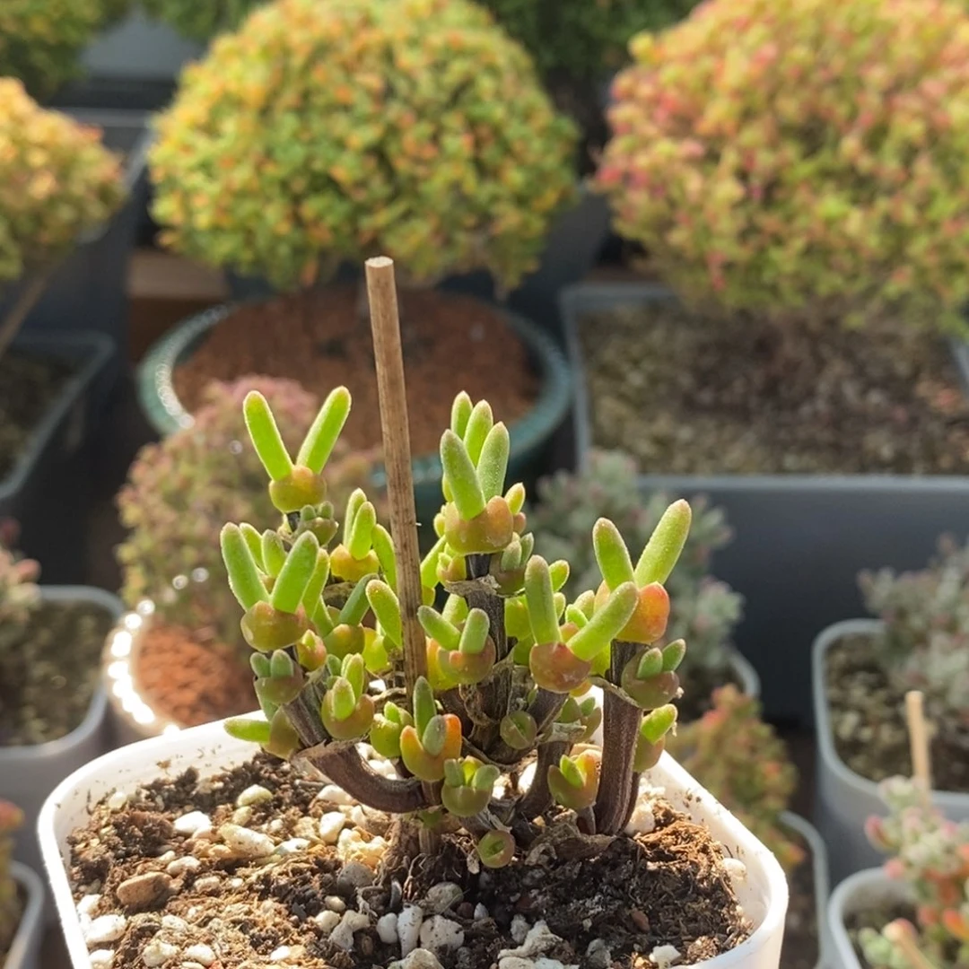 帅***李枝干兔子2171枝干番杏