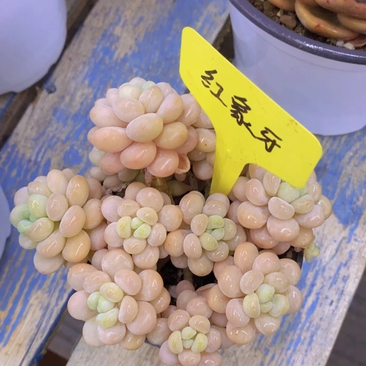 多肉植物，开心多肉