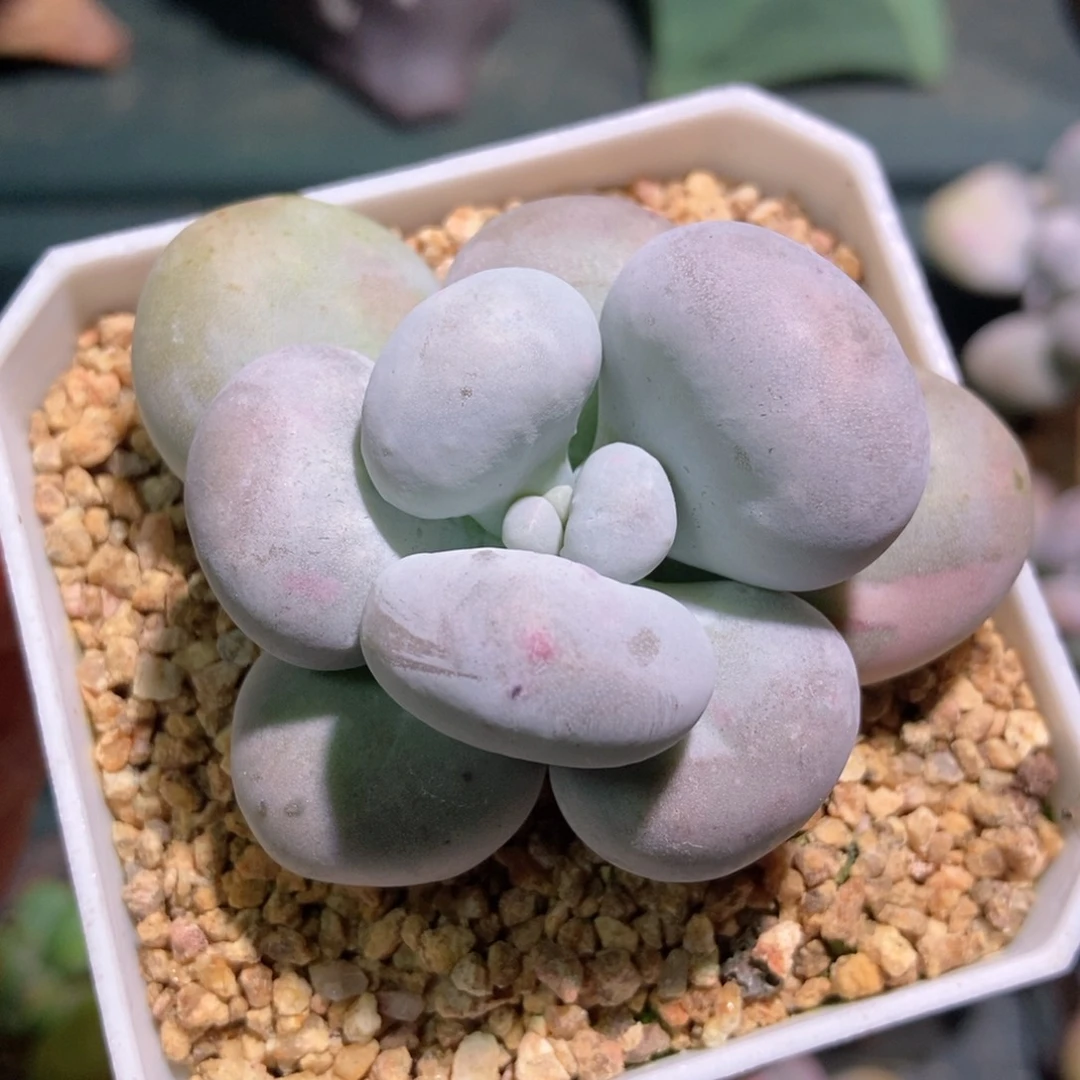 芭比奶石化拉丝锦