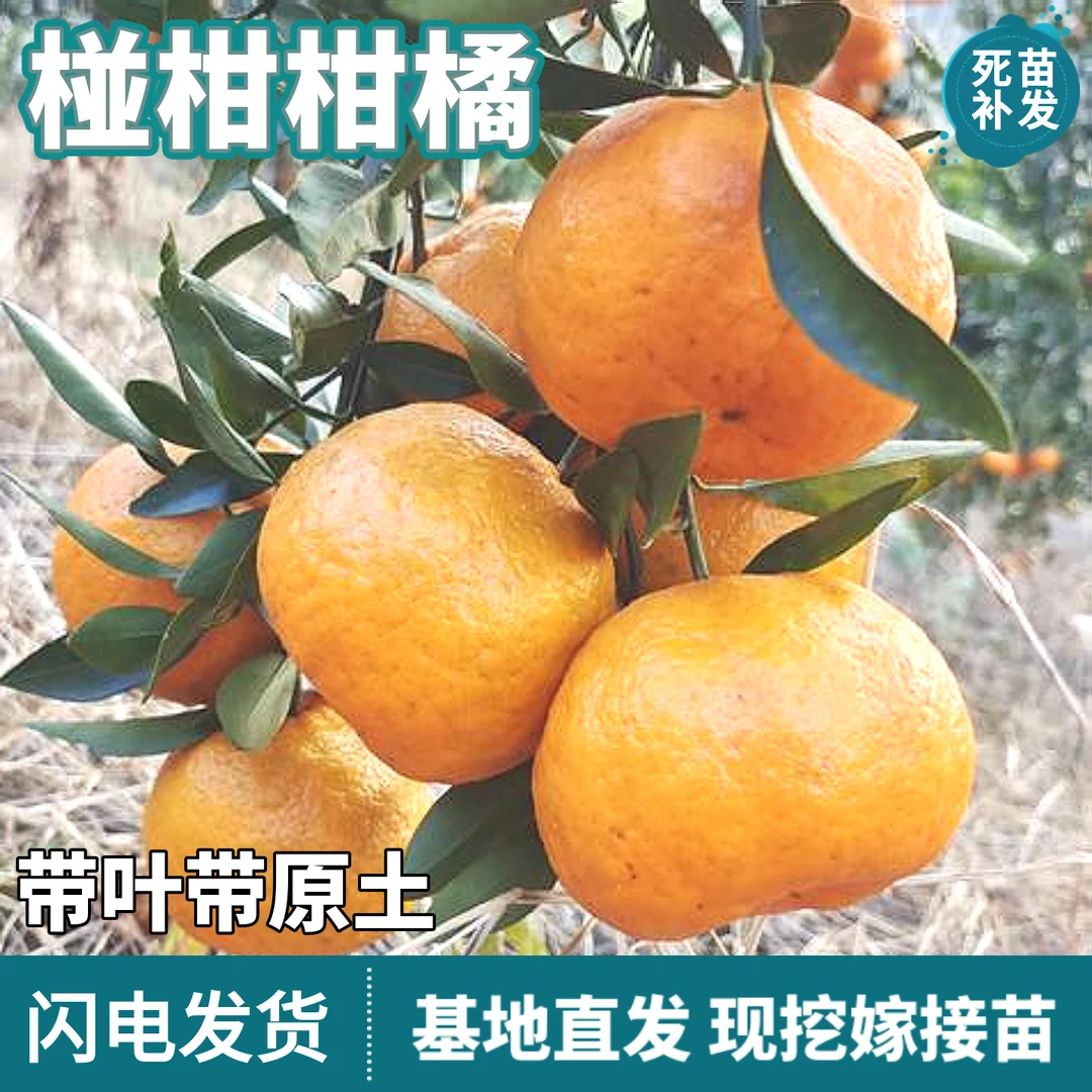 椪柑柑橘树苗南北方地栽种植嫁接甜桔子盆栽耐寒橘子苗树当年结果