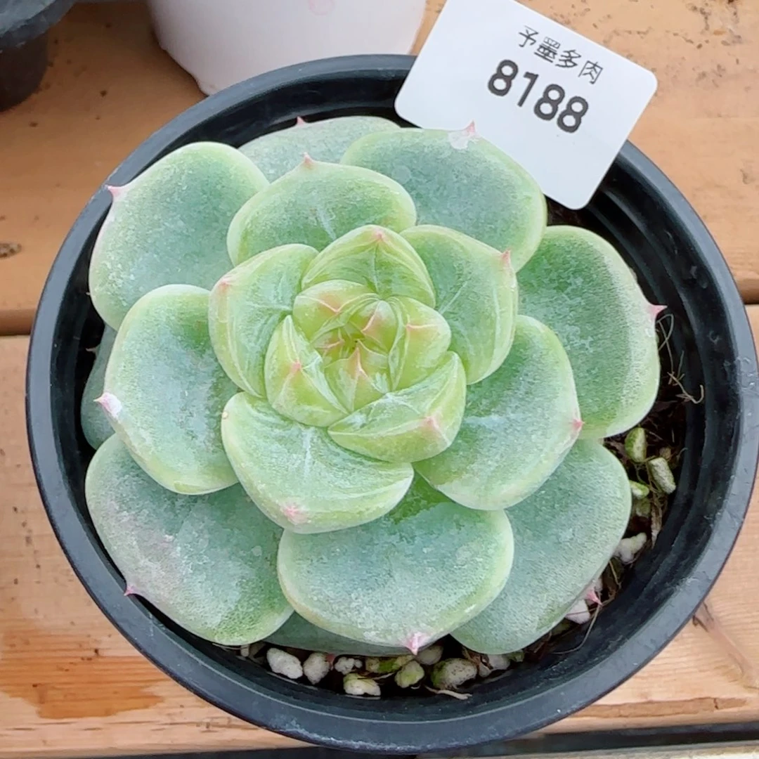 菩提珍妮，8188多肉植物