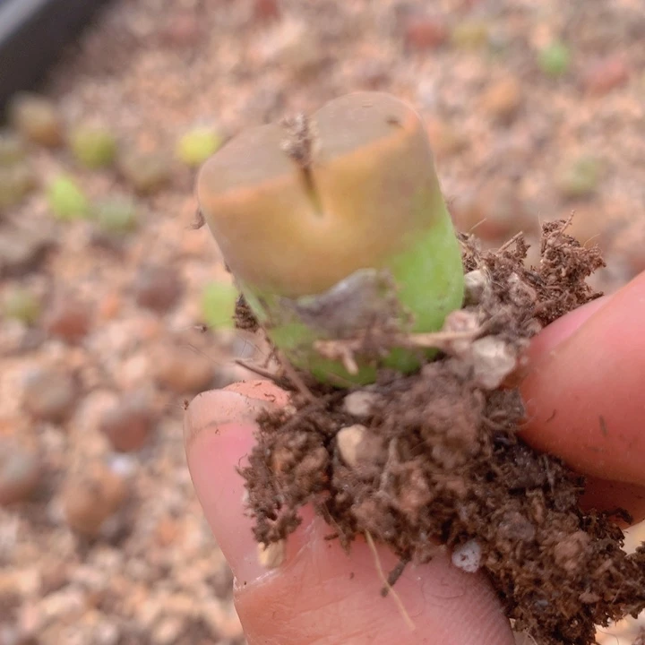 1122336665625221569887855