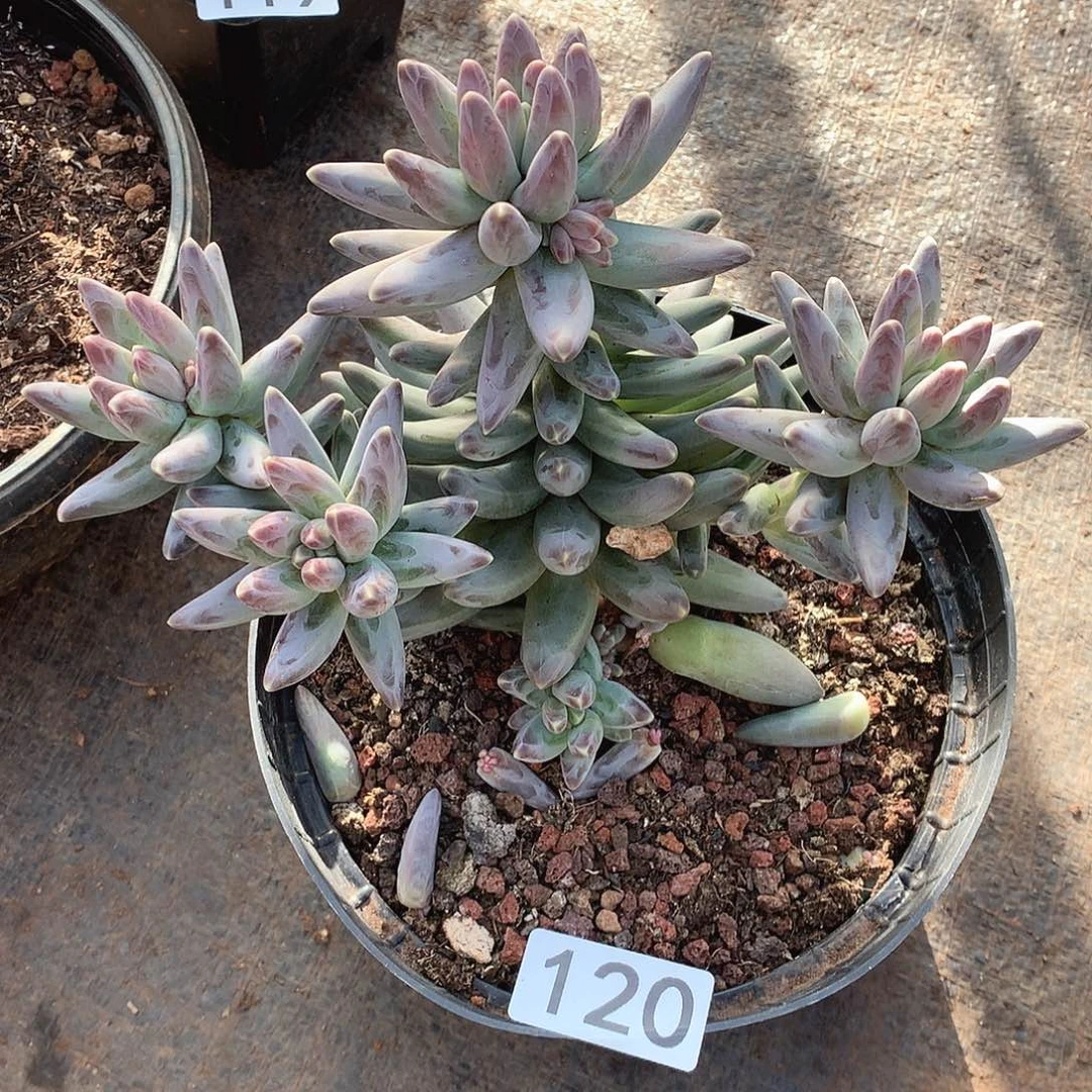 120凤羽一物一拍多肉