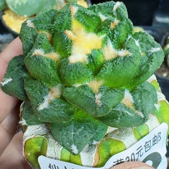 无花朵苗接翘尤龟甲762