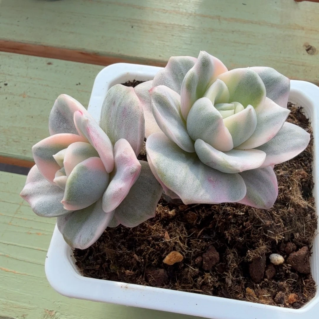彩色可爱玫瑰锦锦上园艺一物一拍