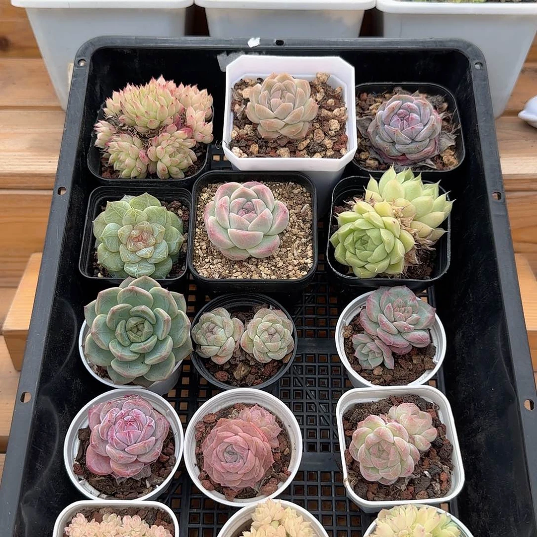 框拍框拍0417-23