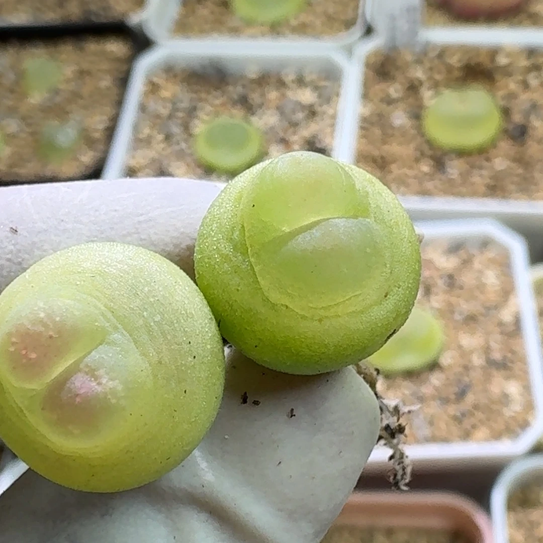 11-25-103特价拉登微瑕