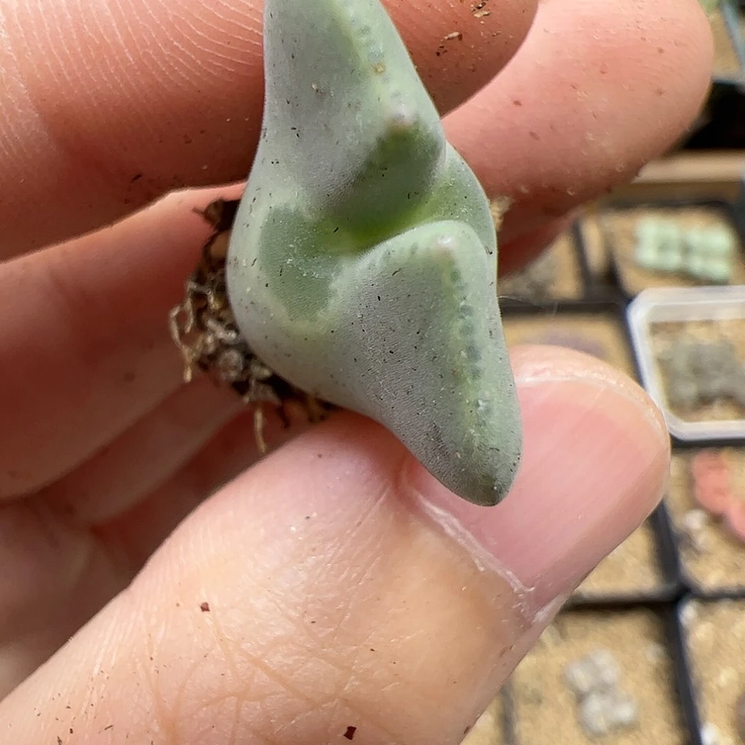 【闪购商品】164 秒