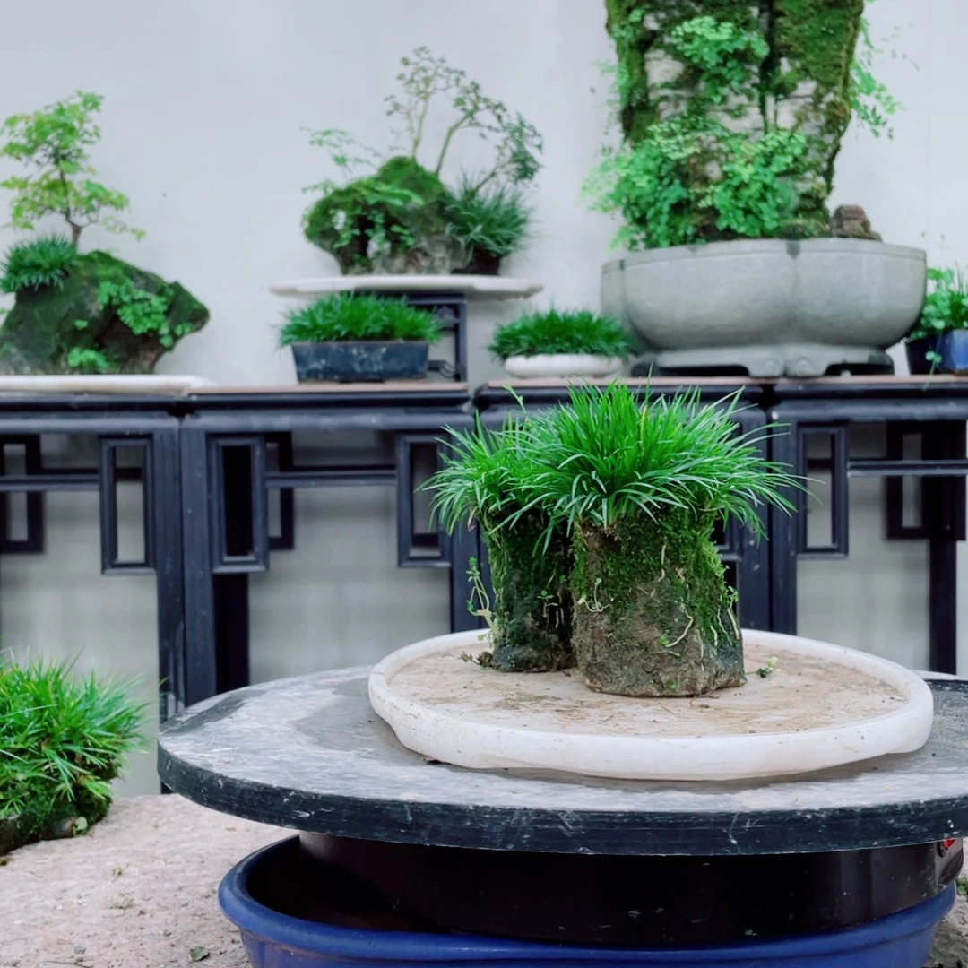 无铅玻璃?*℡铁线蕨铁线蕨铁线蕨