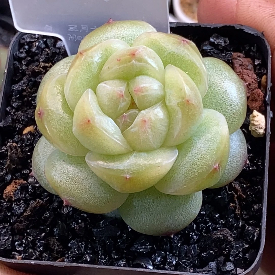 天官赐福百无禁忌