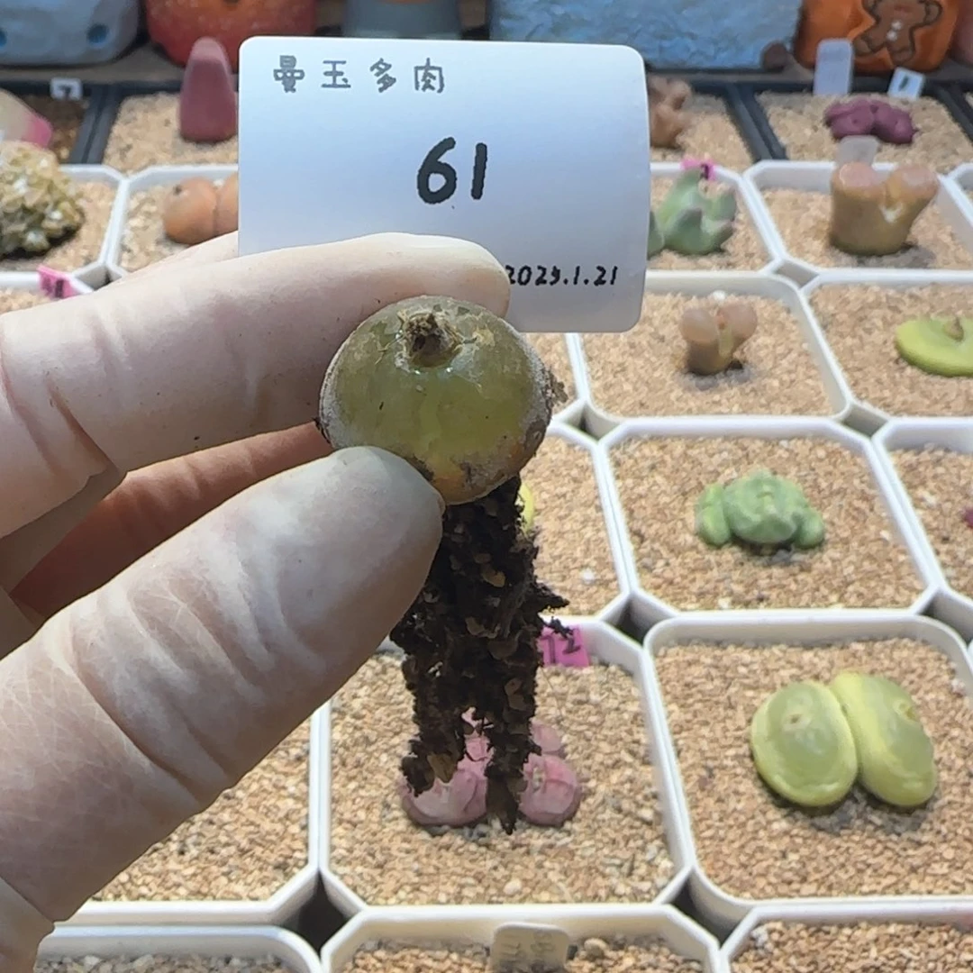 K多肉多肉多肉1.21-061