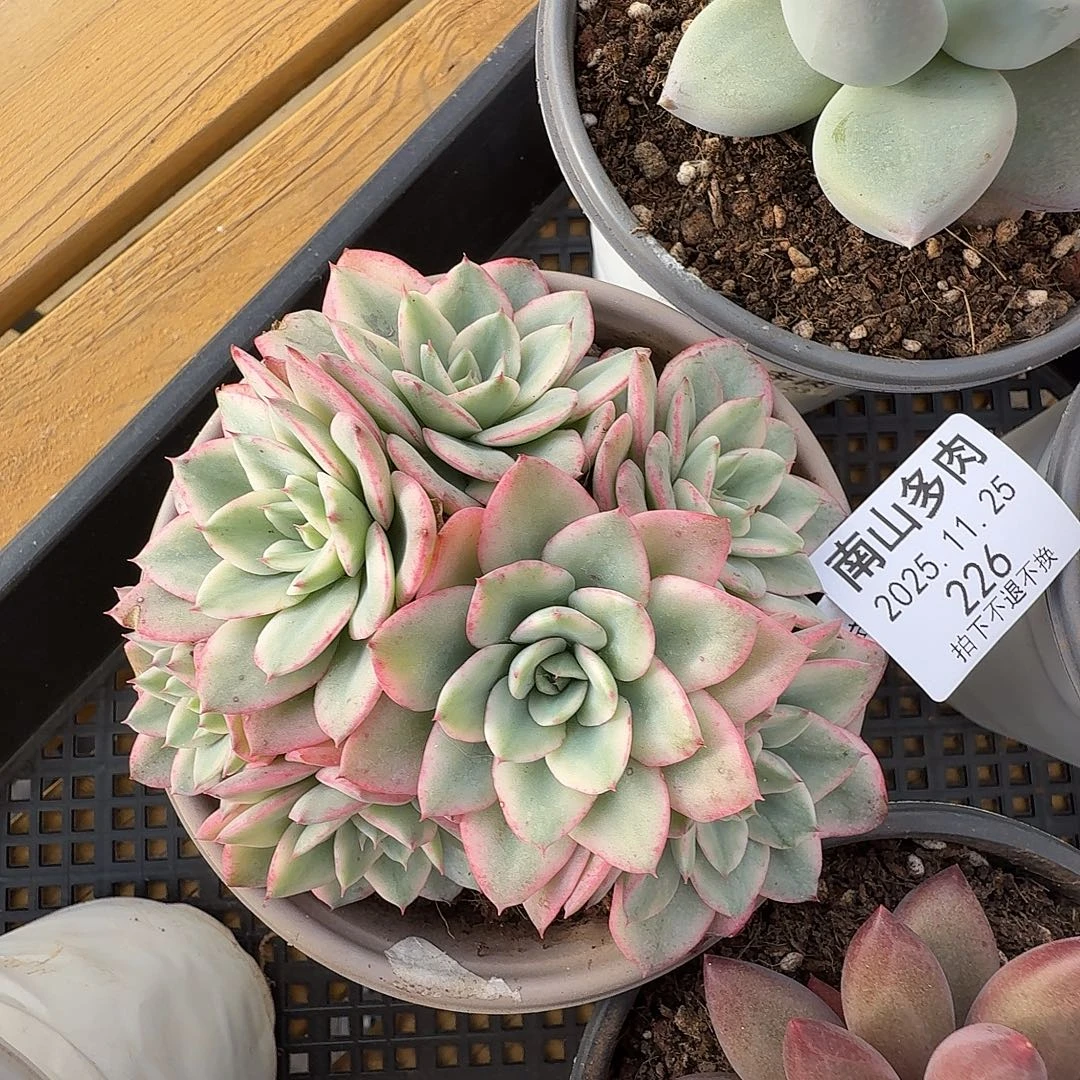 奶油黄桃1111125-226