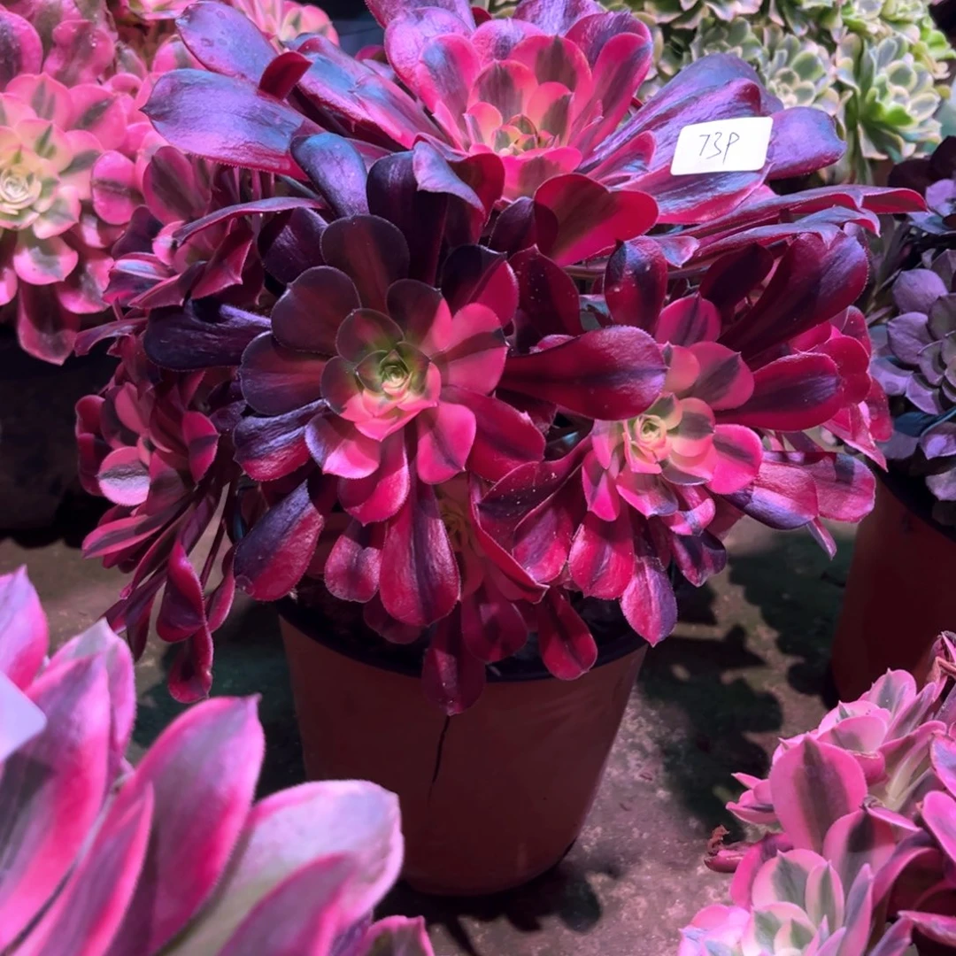 多肉植物美杜莎739