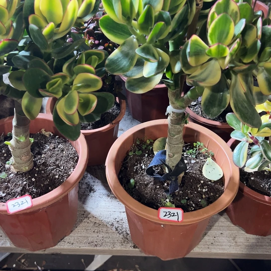 麦***了稀有落日带土球发货2盆2321