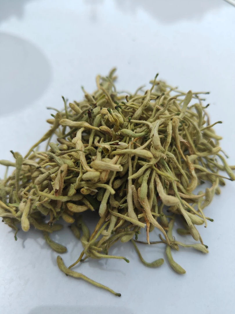秦岭深山采摘金银花