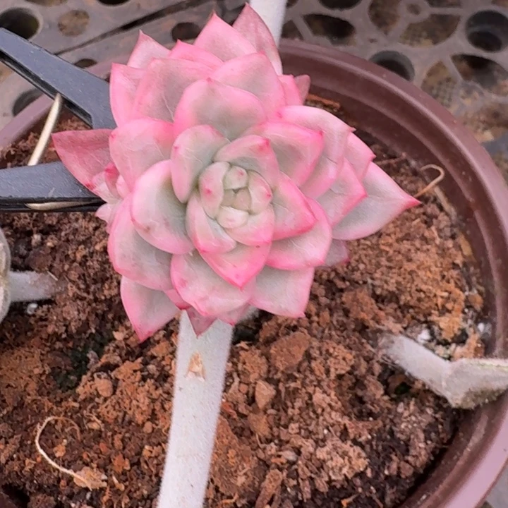 冰月亮模特一物一拍