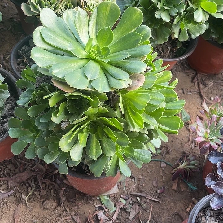 翡翠玫瑰玫瑰玫瑰玫瑰