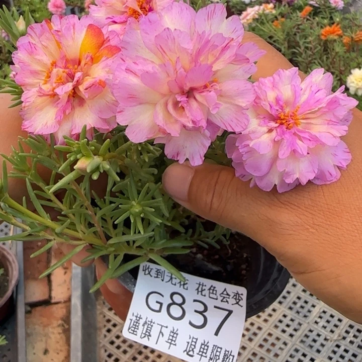 无花朵G837超小苗盆口10cm可能有虫