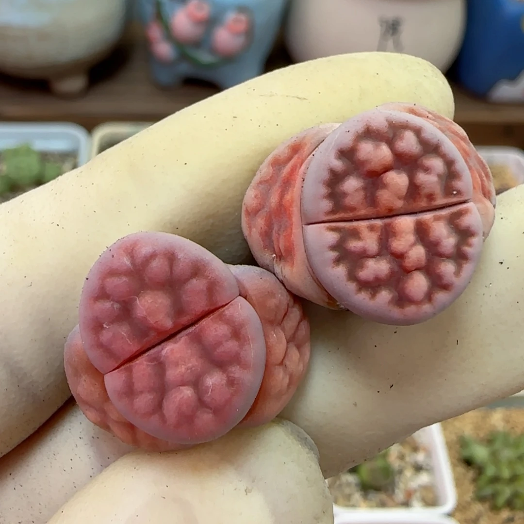 802阿克玫瑰变异