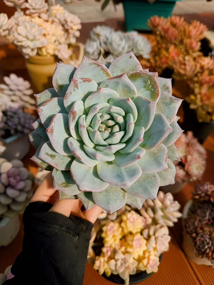 【粉蓝鸟多肉植物】脱土发货阳台盆栽好养扛寒植物多肉多肉盆栽
