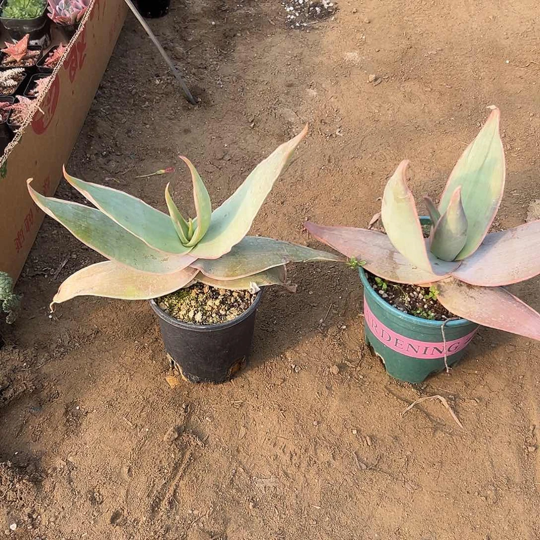 多肉植物两颗银芳锦