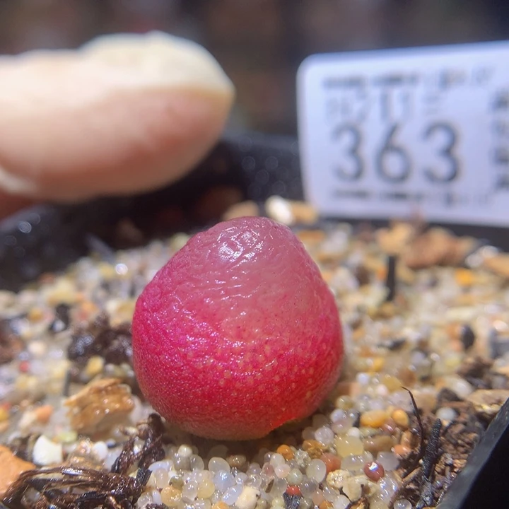 精品生石花211.363疤特