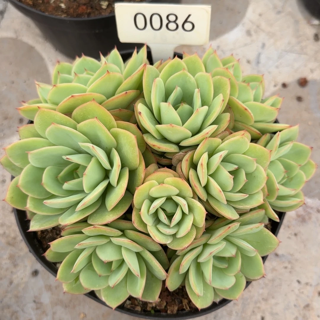 0086。    牡丹亭。