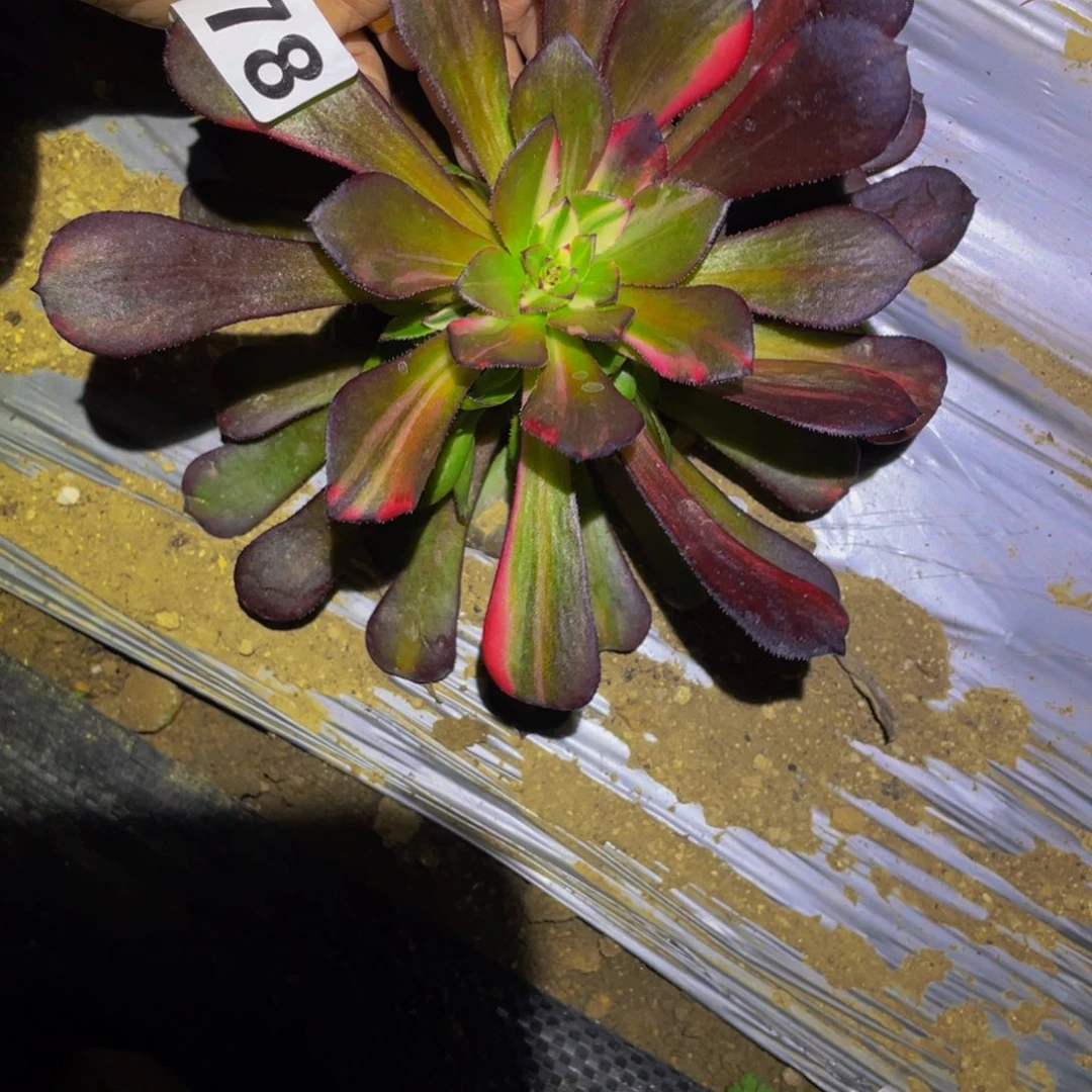 078铜壶七彩多肉植物