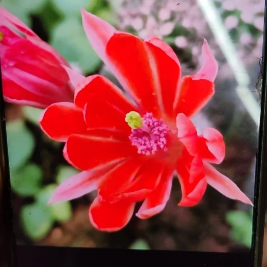 仙人球多刺虾侧芽高度5公分以上