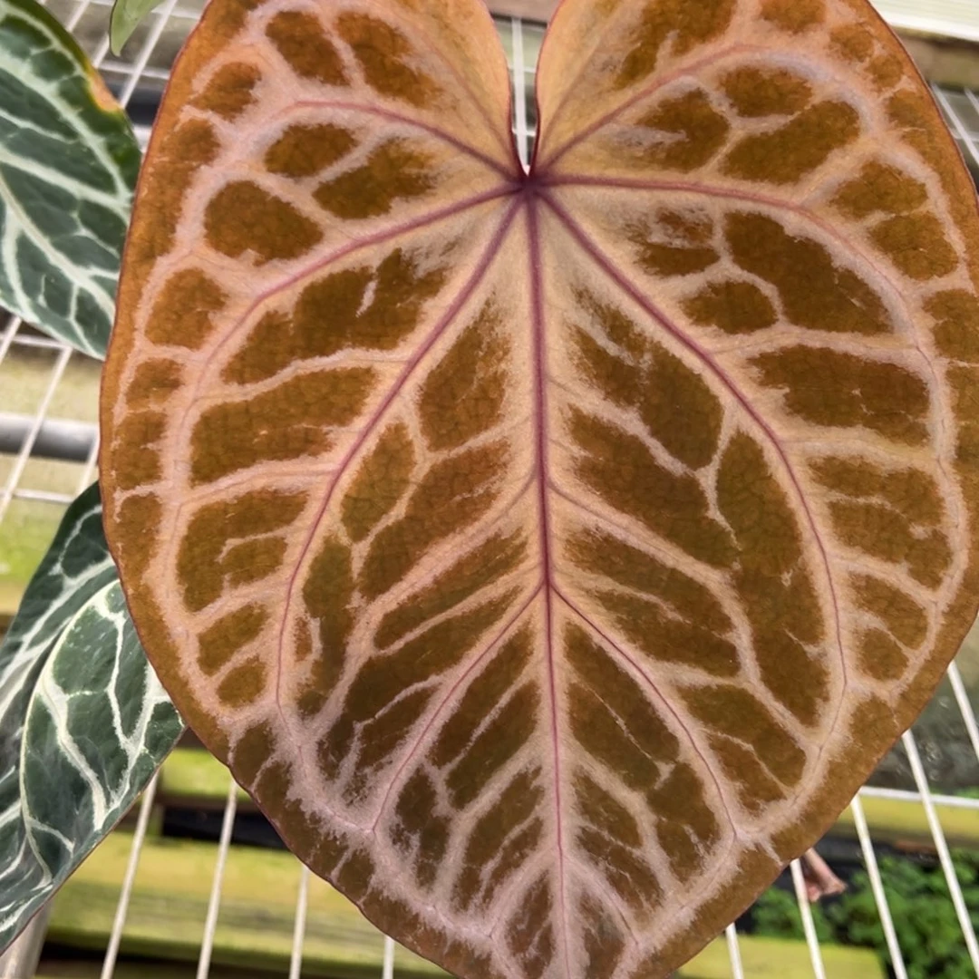 不开花植物织梦者杂神奇男孩