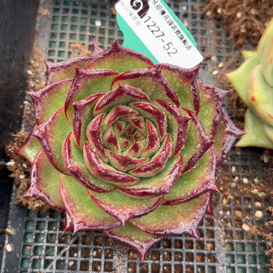 从前慢花园多肉编号1227-52