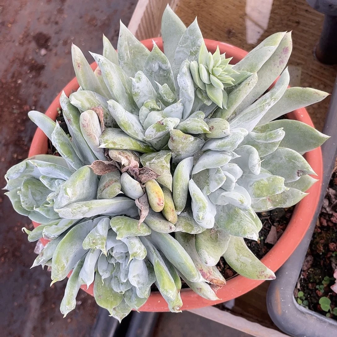 是**吖仙女杯多头老桩群生