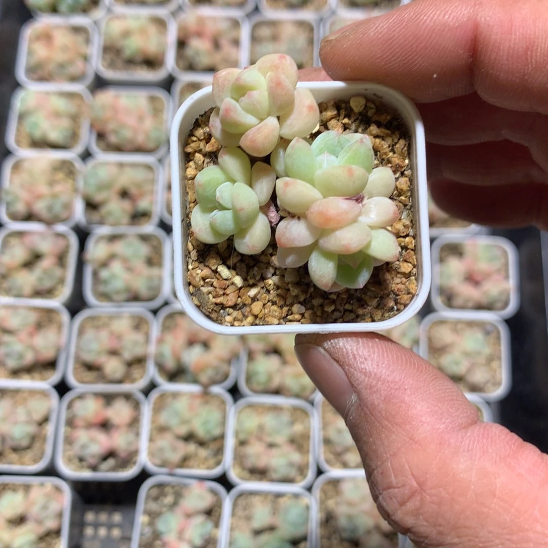 黄***桃1286冰玉多肉一颗4cm盆带盆发