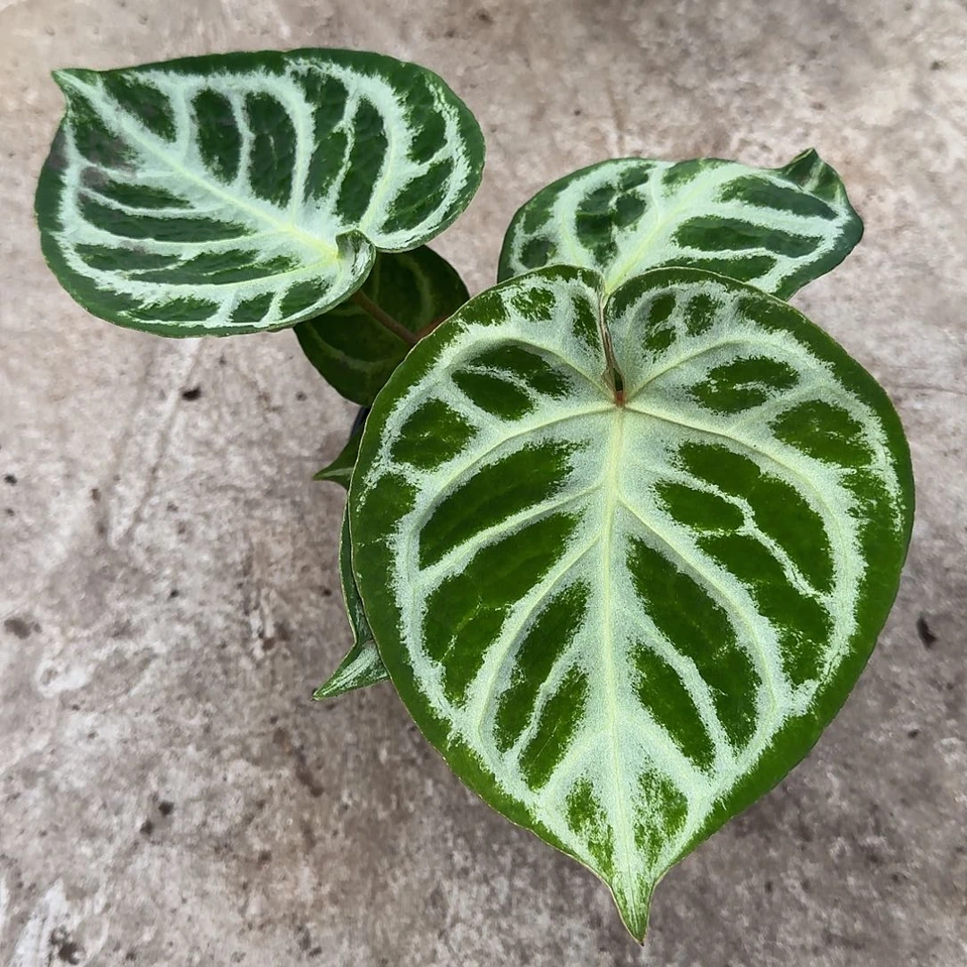 不开花植物一物一拍P76
