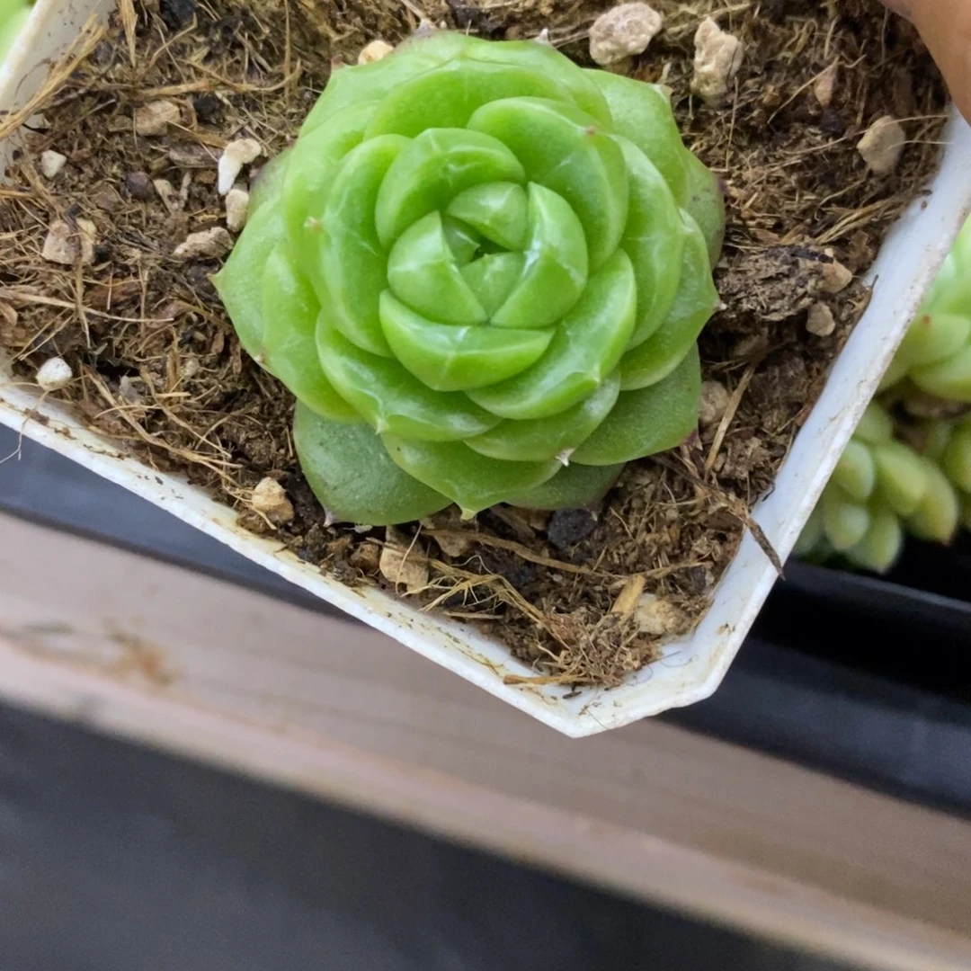 精品多肉一物一拍不包整127