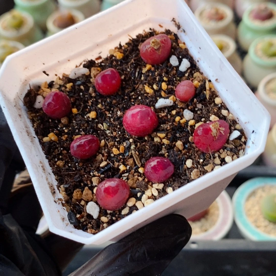 3993--一物一拍 带盆