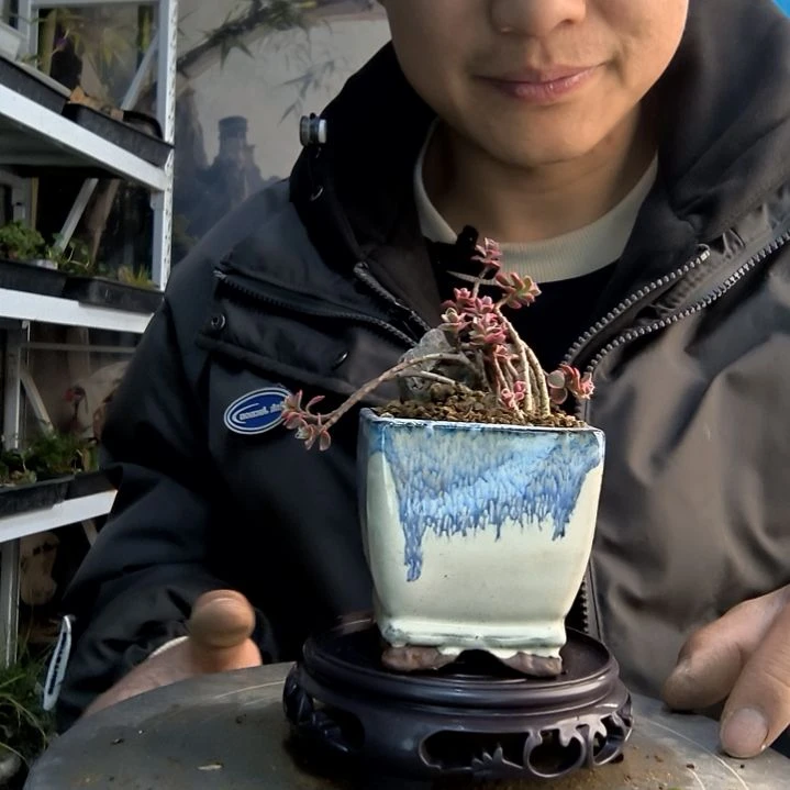 知**乐小盆景小植物一物一拍197