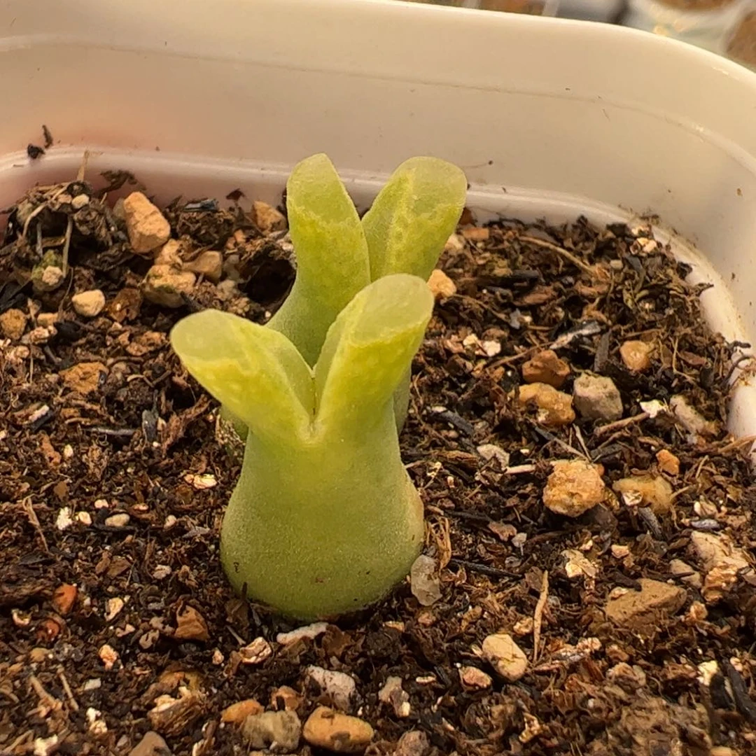 052多肉植物百科