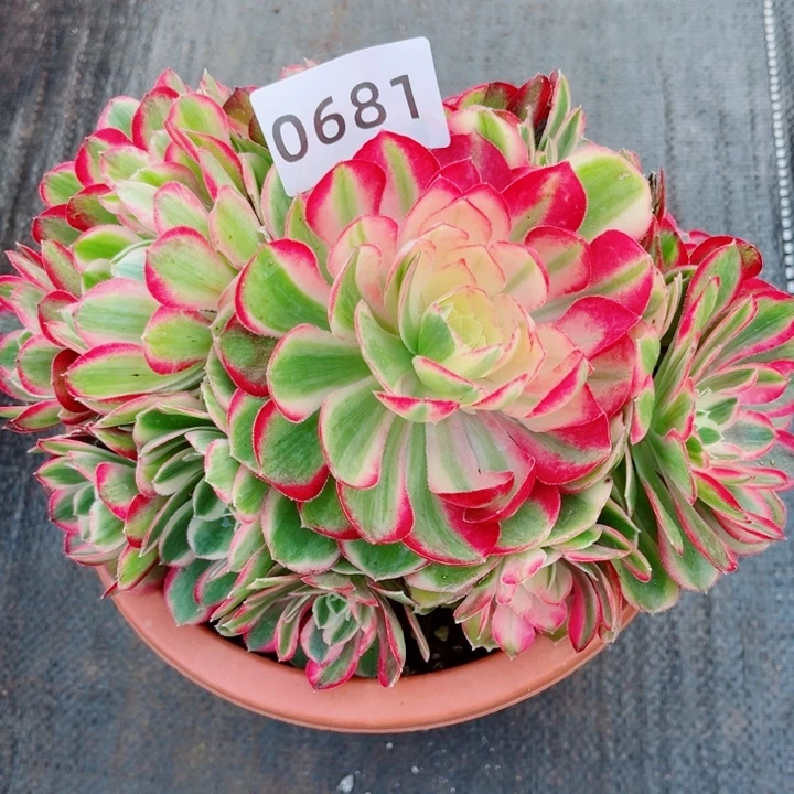 新品孔雀翎捧花特价多肉