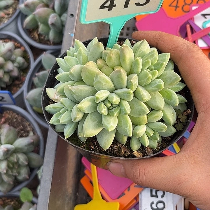 多肉植物雨花石群