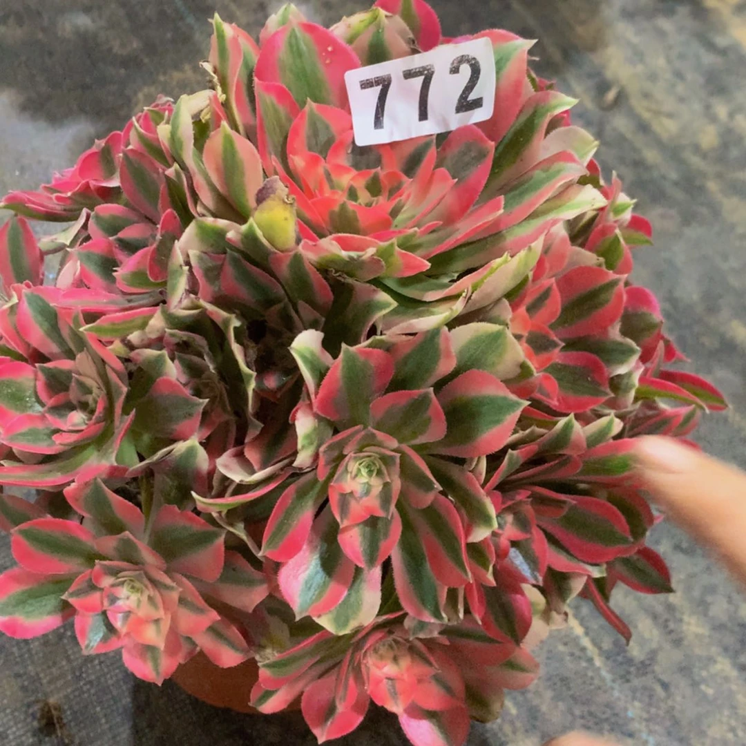 【闪购商品】772女巫多肉