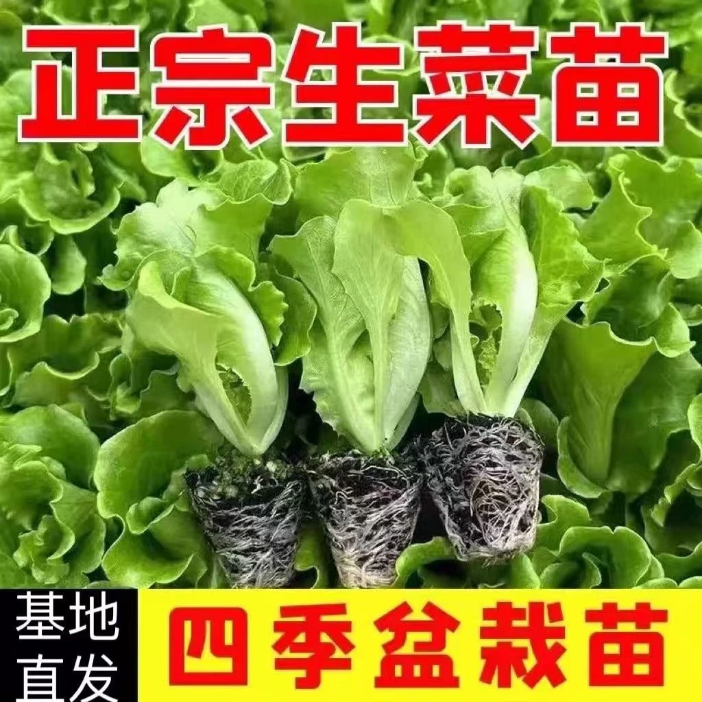 生菜秧苗意大利生菜秧苗孔雀菜秧苗油麦菜秧苗生菜苗生菜种子盆栽
