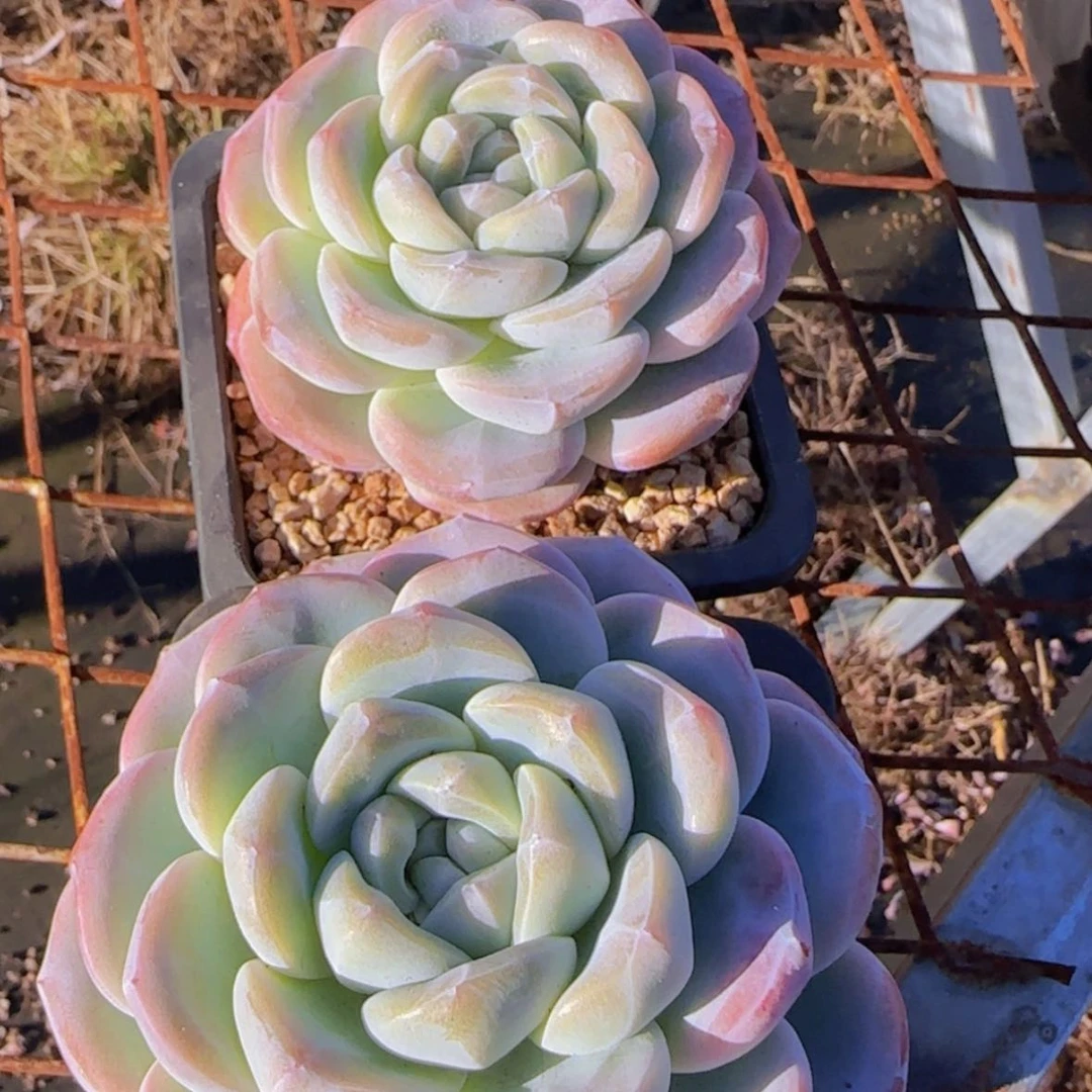 【闪购商品】胖子单头冰玉