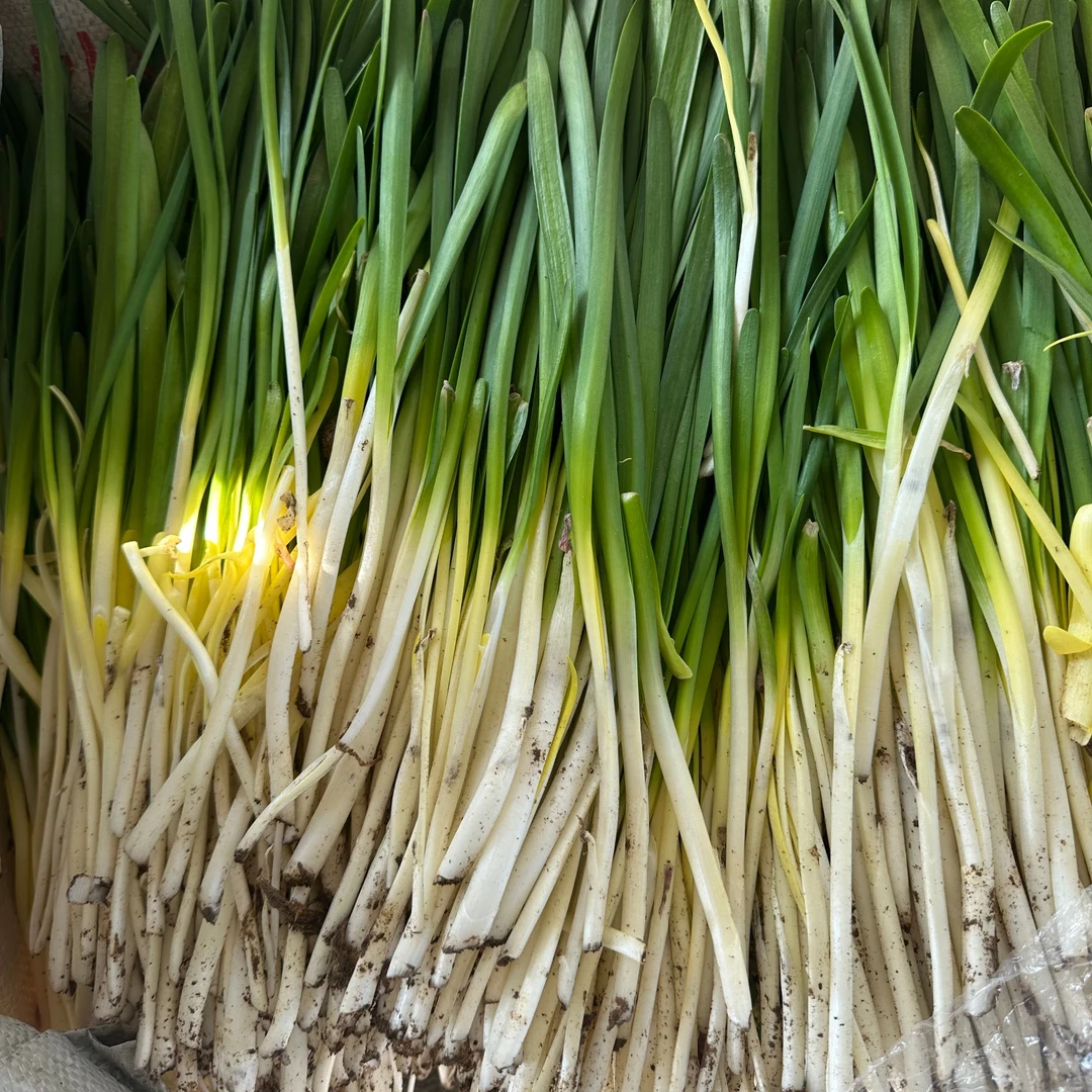 凤凰岭富硒长白韭菜健康新鲜京东快递