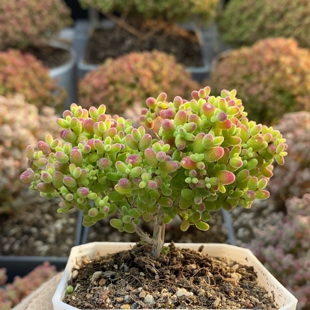 蜜橘糖球5472枝干番杏