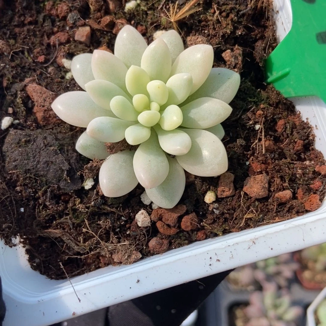 3122美人锦多肉植物保护