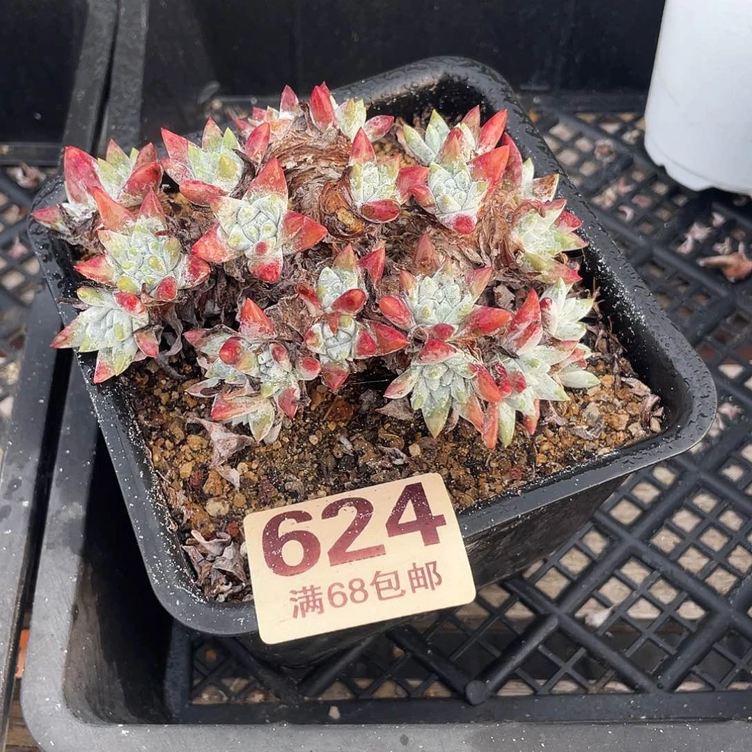 晨溪园艺仙女杯呀