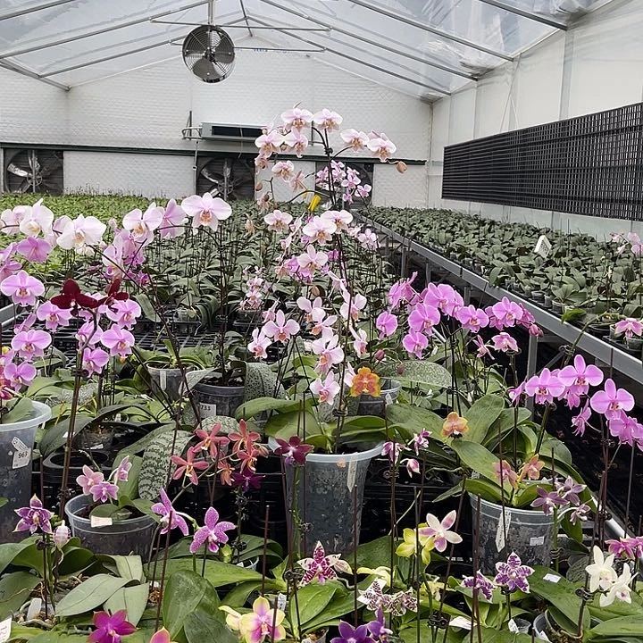 当前无花栽培后可以开花