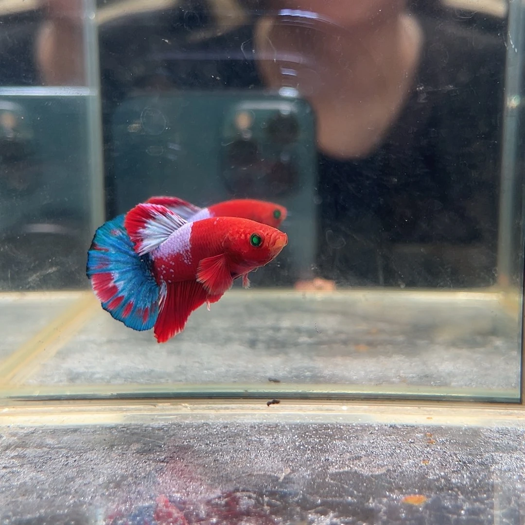 斗鱼九月二日竞价