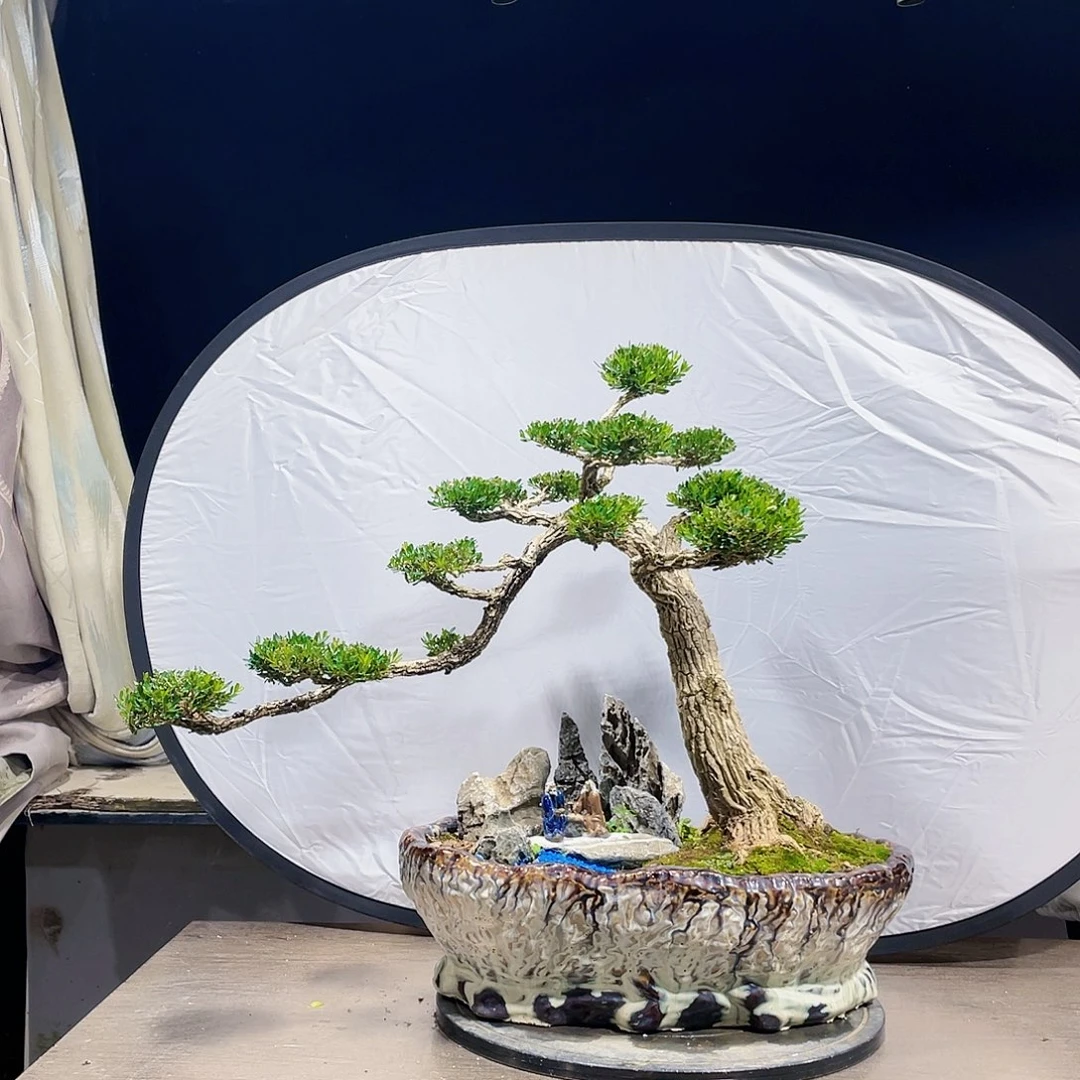 完全开放黄杨盆景四季常青